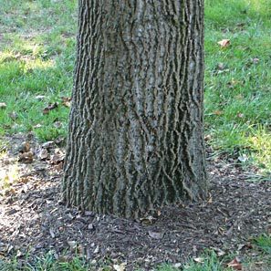 root_1 root_1