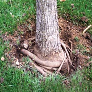 root_2 root_2