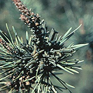 plant_health_care_2 plant_health_care_2