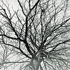 pruning_1 pruning_1
