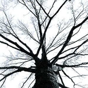 pruning_2 pruning_2