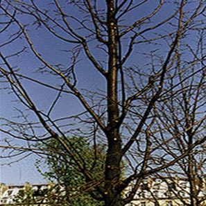pruning_3 pruning_3
