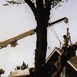 tree_removal_2 tree_removal_2